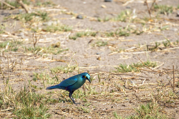 Obraz premium Blue-eared glossy starling perching on ground