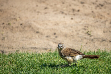 rufous-tailed weaver perching on ground