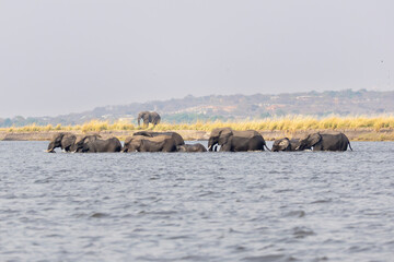 herd of elephats crossing the chobe river