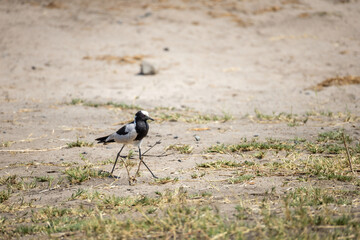 blacksmith plover looking for food in chobe region