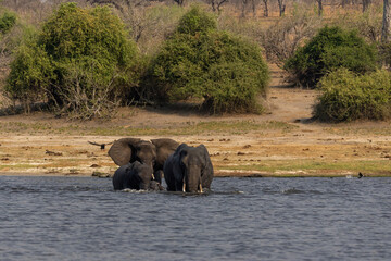 elephants family crossing the chobe river