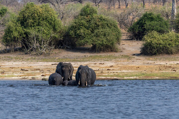 elephants family crossing the chobe river