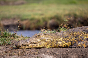 head of a crocodile resting on riverbank of chobe river