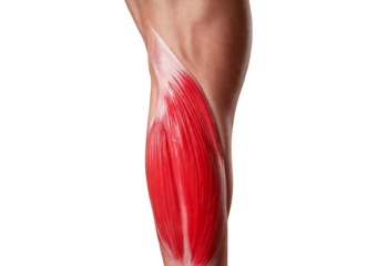 Inflamed Psoas Major. isolated on transparent or white background