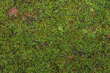 green moss background