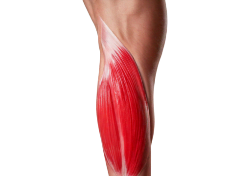 Inflamed Psoas Major. isolated on transparent or white background
