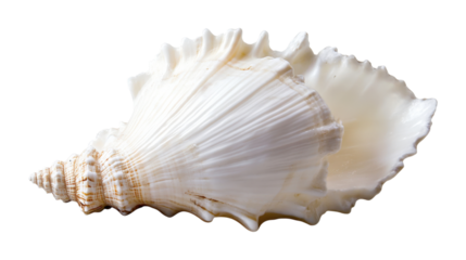 White seashell spiral texture isolated on a transparent background