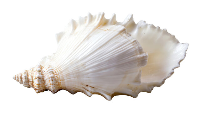 White seashell spiral texture isolated on a transparent background