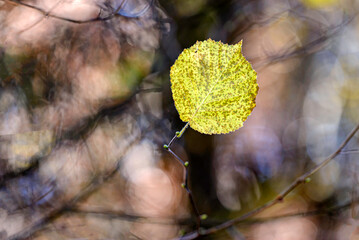 yellow autumn leaves