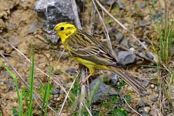 Goldammer // Yellowhammer (Emberiza citrinella) 