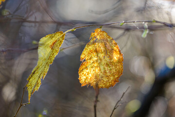 yellow autumn leaves