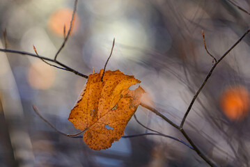 yellow autumn leaves