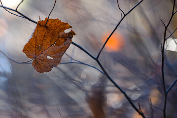 yellow autumn leaves