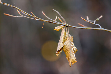yellow autumn leaves