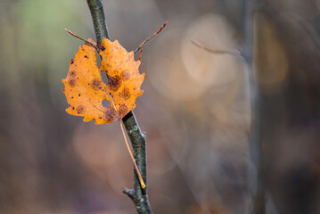 yellow autumn leaves