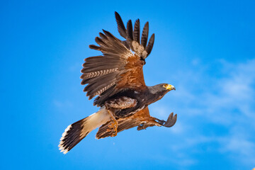 Harris's hawk (Harris Eagle) exhibition