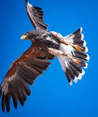 Harris's hawk (Harris Eagle) exhibition