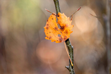 yellow autumn leaves