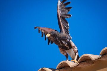 Harris's hawk (Harris Eagle) exhibition