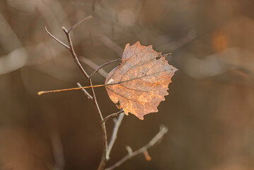 yellow autumn leaves