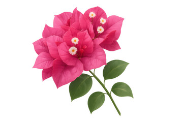 Pink bougainvillea blooming branch with green leaves on transparent background, vibrant tropical flora