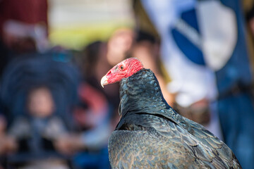 Turkey Vulture Exhibition in Spain