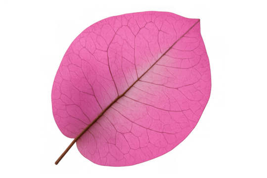 Pink bougainvillea leaf showing delicate vein structure on a transparent background, vibrant color botanical element