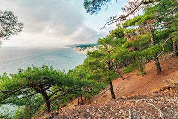 A beautiful pine forest and the Black Sea near Gelendzhik, Russia