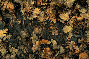 A close-up of fallen, dry, yellow dry leaves. Perfect for autumn backgrounds, textures, or seasonal designs. The leaves form a dense carpet and come in varying shades of brown and yellow.