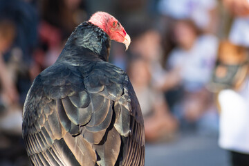 Turkey Vulture Exhibition in Spain
