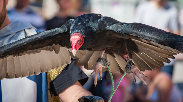 Turkey Vulture Exhibition in Spain