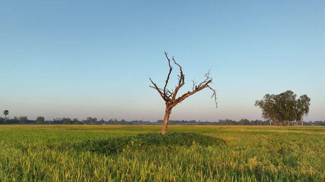dry tree in the peddy field - orbit drone shoot - Minimal Nature Background 4k smooth drone video footage