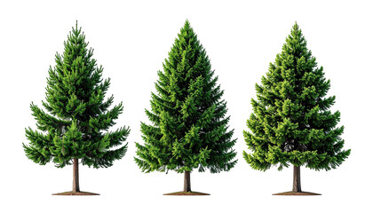 Three green conifers with brown trunks on dark background