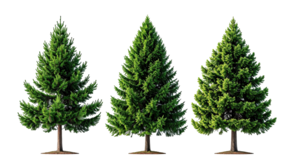 Three green conifers with brown trunks on dark background