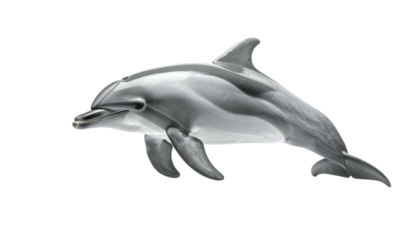 Sleek dolphin with a smooth, grey body swimming right