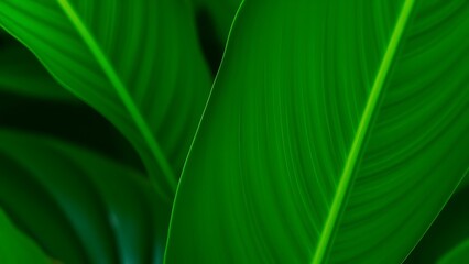 spathiphyllum. Abstract tropical leaves with natural gradient lighting and soft blurred background. gardening catalogs, home-decor guides, designed for home decor and floral branding.