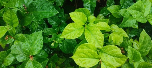 Bright green leaves covered in fresh raindrops, creating a vivid natural texture. The mix of light and dark foliage adds depth, freshness, and a vibrant tropical atmosphere. © Rafi