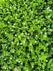 Vibrant green ground cover dotted with white flowers in a sunny outdoor setting during springtime