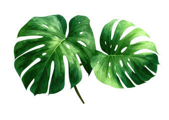 Two lush, green Monstera leaves, digitally rendered