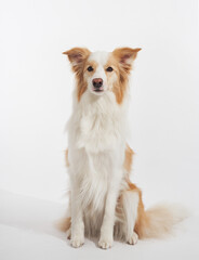 The dog sits tall with its ears raised. Tail relaxed and legs straight.