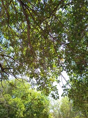 Lush green canopy provides shade in a tranquil outdoor setting on a sunny day