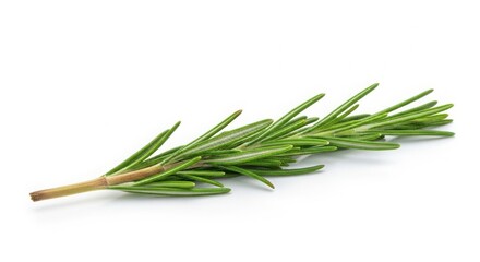 Fototapeta premium Fresh rosemary sprig isolated on white background, aromatic herb for cooking