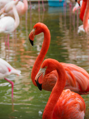 神戸市立王子動物園のフラミンゴ
