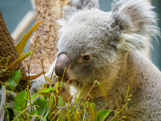 神戸王子動物園のコアラ