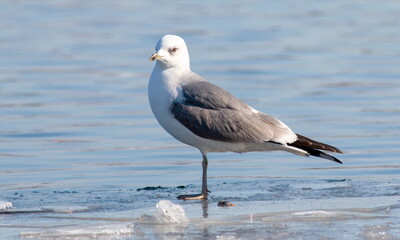 seagull on a rock