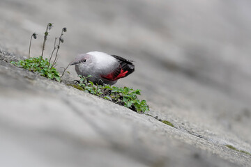 Young Wallcreeper at hunt (Tichodroma muraria) 