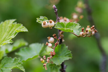 Currant berries frozen by frost on the bush in spring. Spring frost, close-up