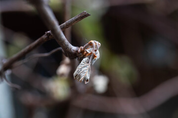 Dry leaves and branches of grapes frostbitten in spring, close-up