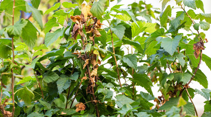 Dried leaves and branches on a currant bush due to fungal diseases such as rust and anthracnose, close-up