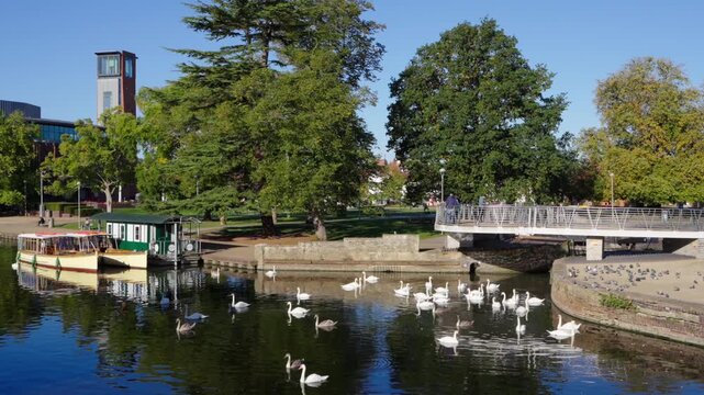 A slow panoramic reveal of Cox's Island and tour boats moored on the River Avon, featuring a large group of swansswimming with the Royal Shakespeare Theatre prominent in the background.
